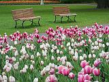 2013 Canadian Tulip Festival_DSCF02329